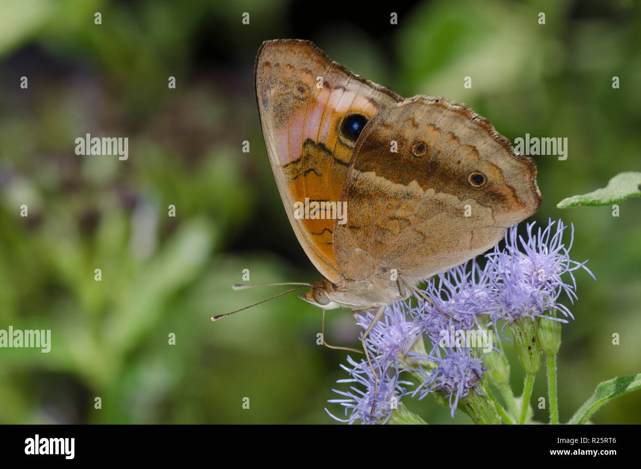 Tropical Buckeye, Junonia evarete, sul fiore di nebbia, Conoclinium sp. Foto Stock
