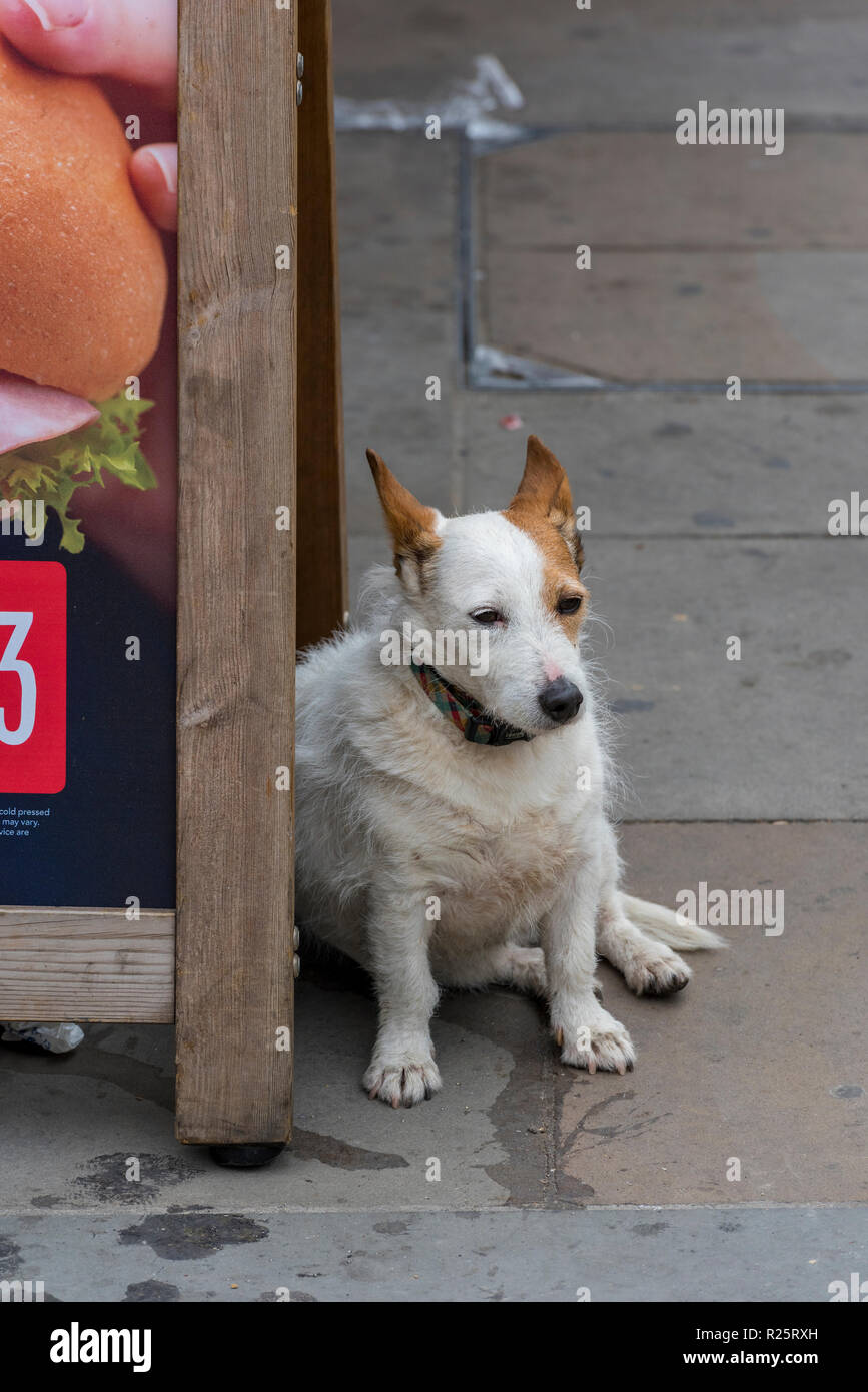 Jack Russell Terrier in attesa per il suo proprietario legato al di fuori di un negozio su un cane piombo. Foto Stock