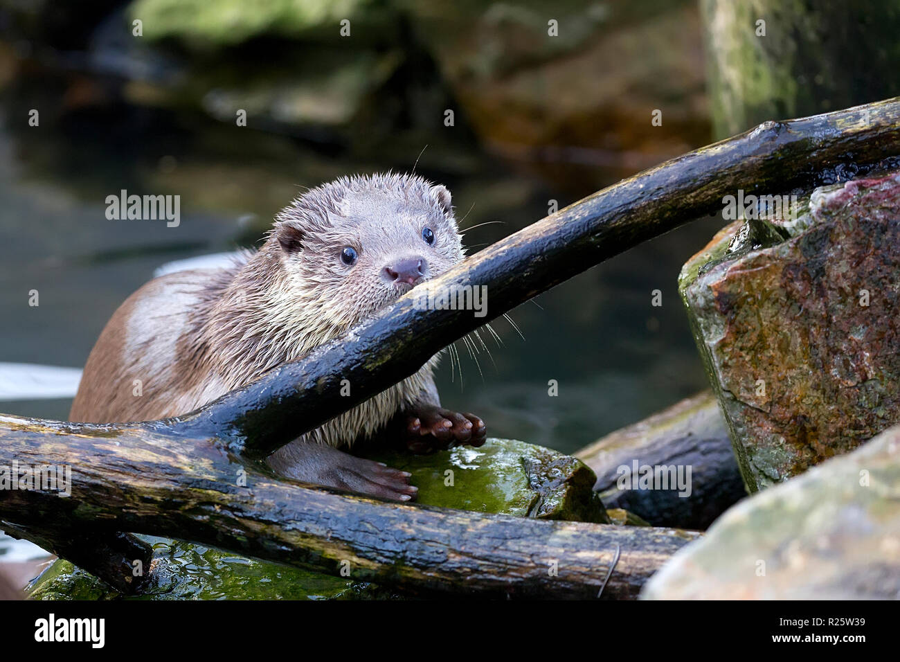 La donnola nel selvaggio Foto Stock