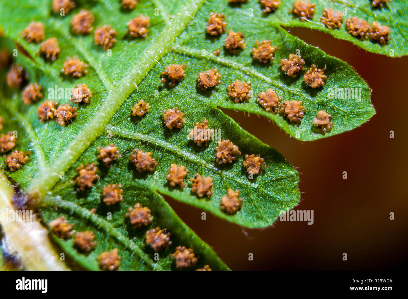 Spada spore di felce sul retro delle fronde Foto Stock
