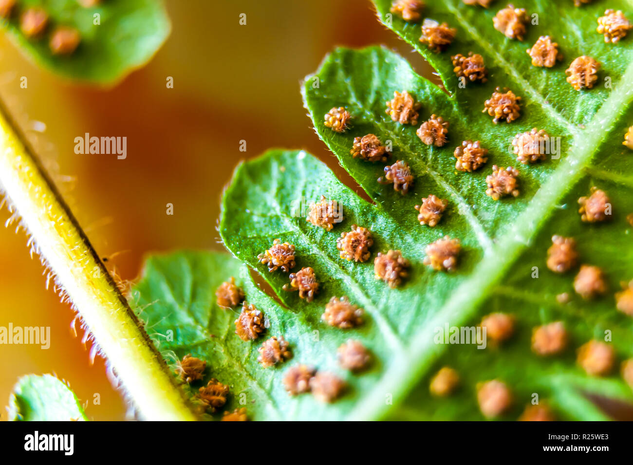 Spada spore di felce sul retro delle fronde Foto Stock