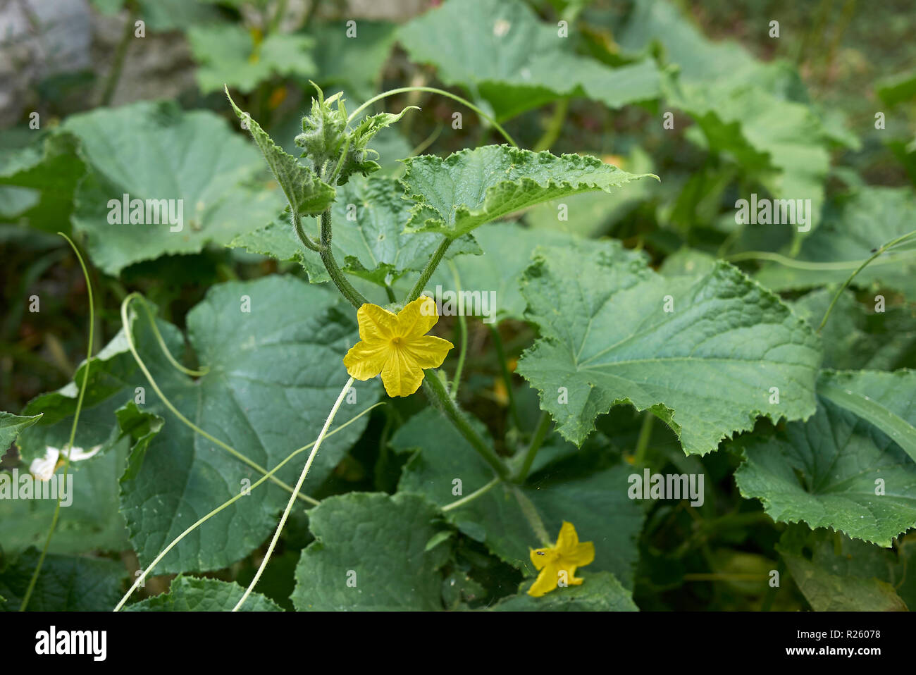 Cucumis sativus close up Foto Stock