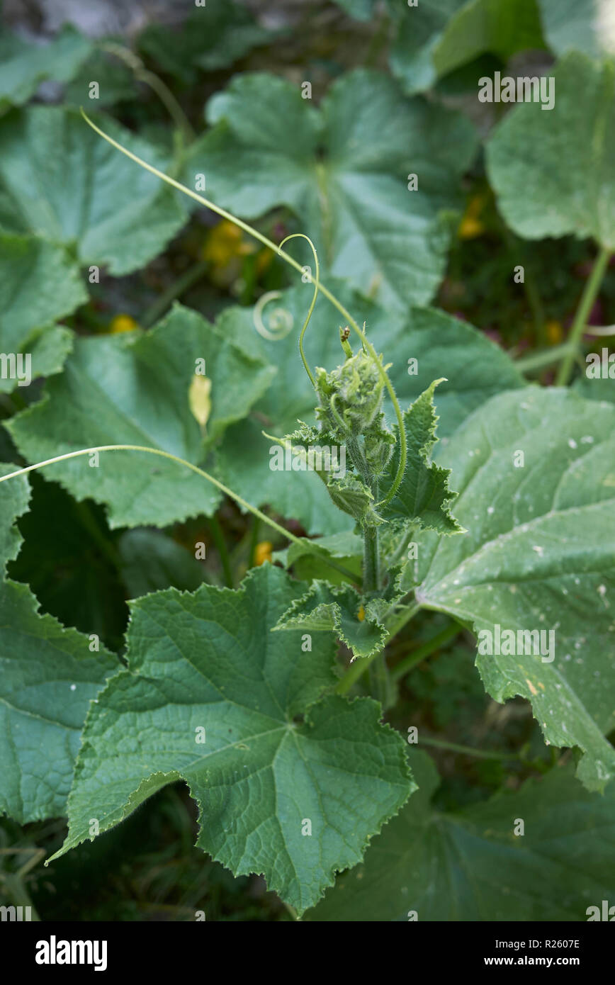 Cucumis sativus close up Foto Stock