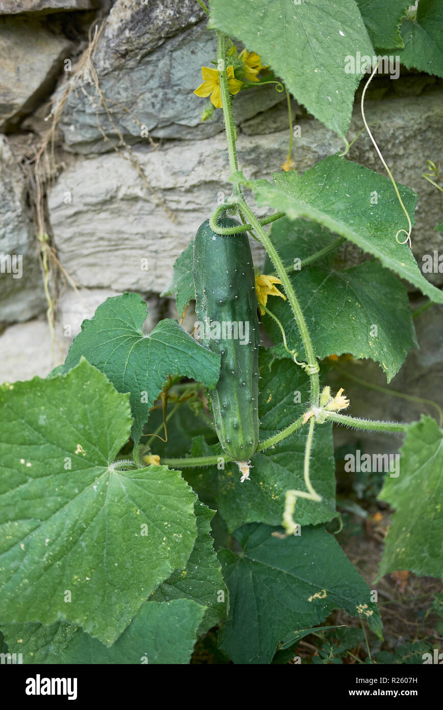 Cucumis sativus close up Foto Stock