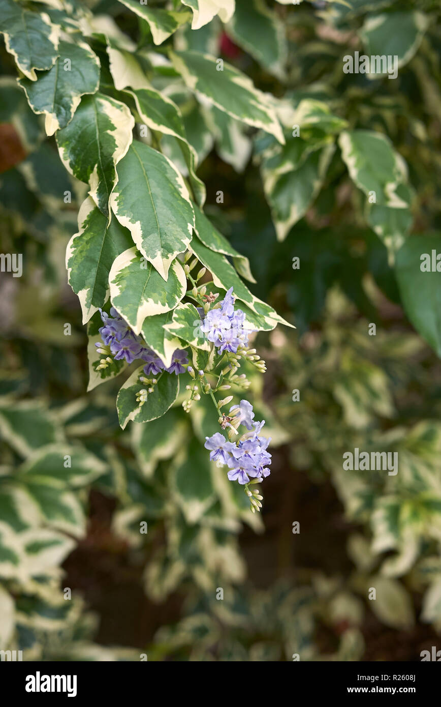 Il fogliame variegato di Duranta erecta arbusto Foto Stock