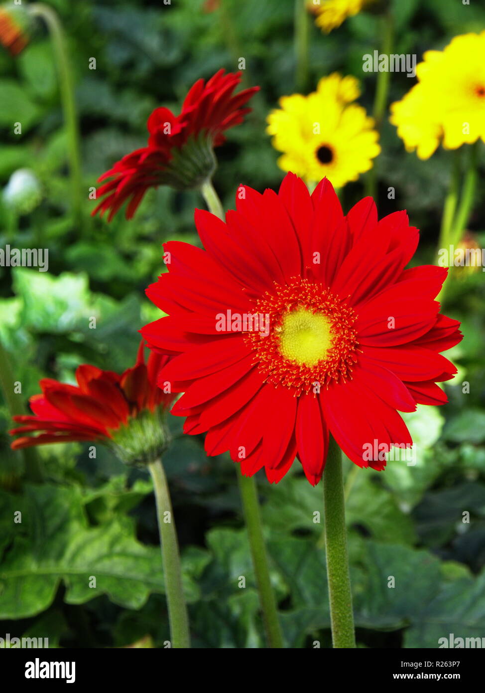 Colorato di rosa rosso arancio e giallo gerbera daisy nel giardino con la luce naturale in mattinata. Viaggi in città di Dalat, in Vietnam per il 7 dicembre, 2012 Foto Stock