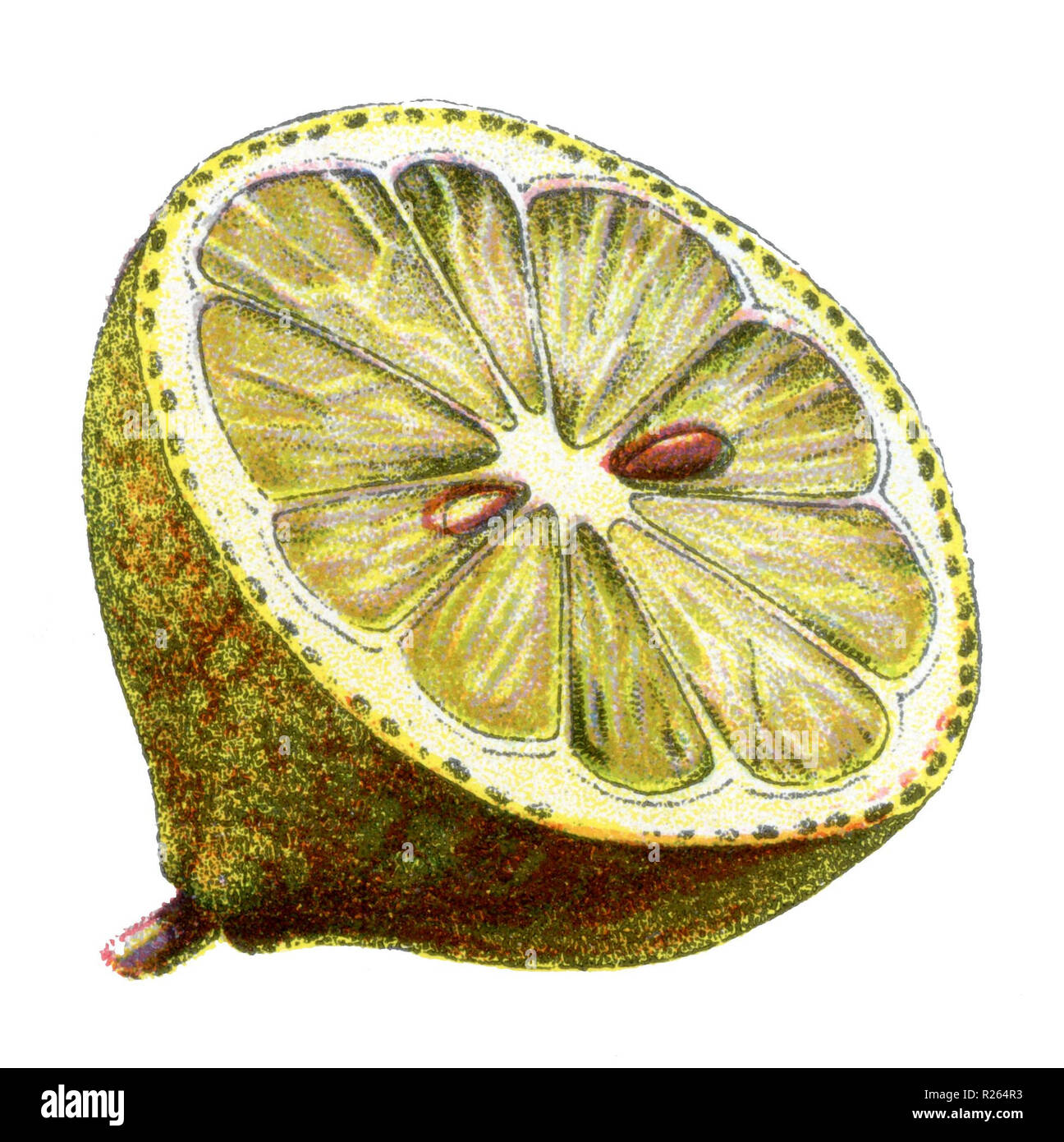 <limone Citrus limon>, 1909 Foto Stock