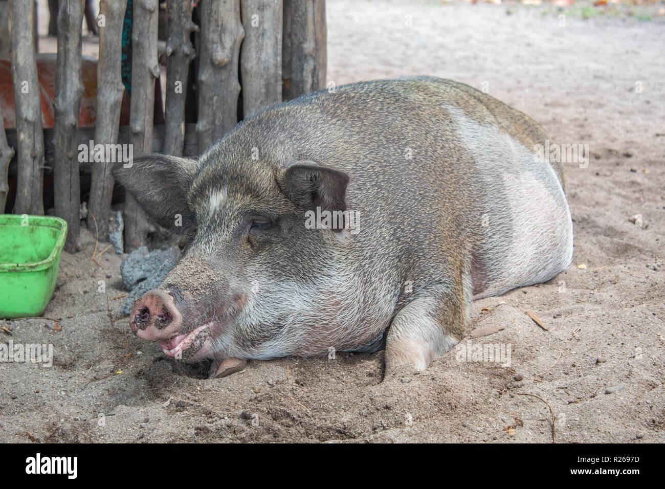 Rilassante di maiale nella sabbia Foto Stock