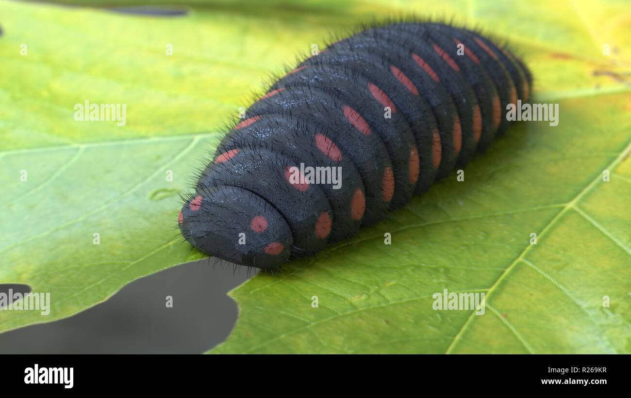 Grande bruco nero con puntini rossi foglia mangiare 3D render Foto Stock