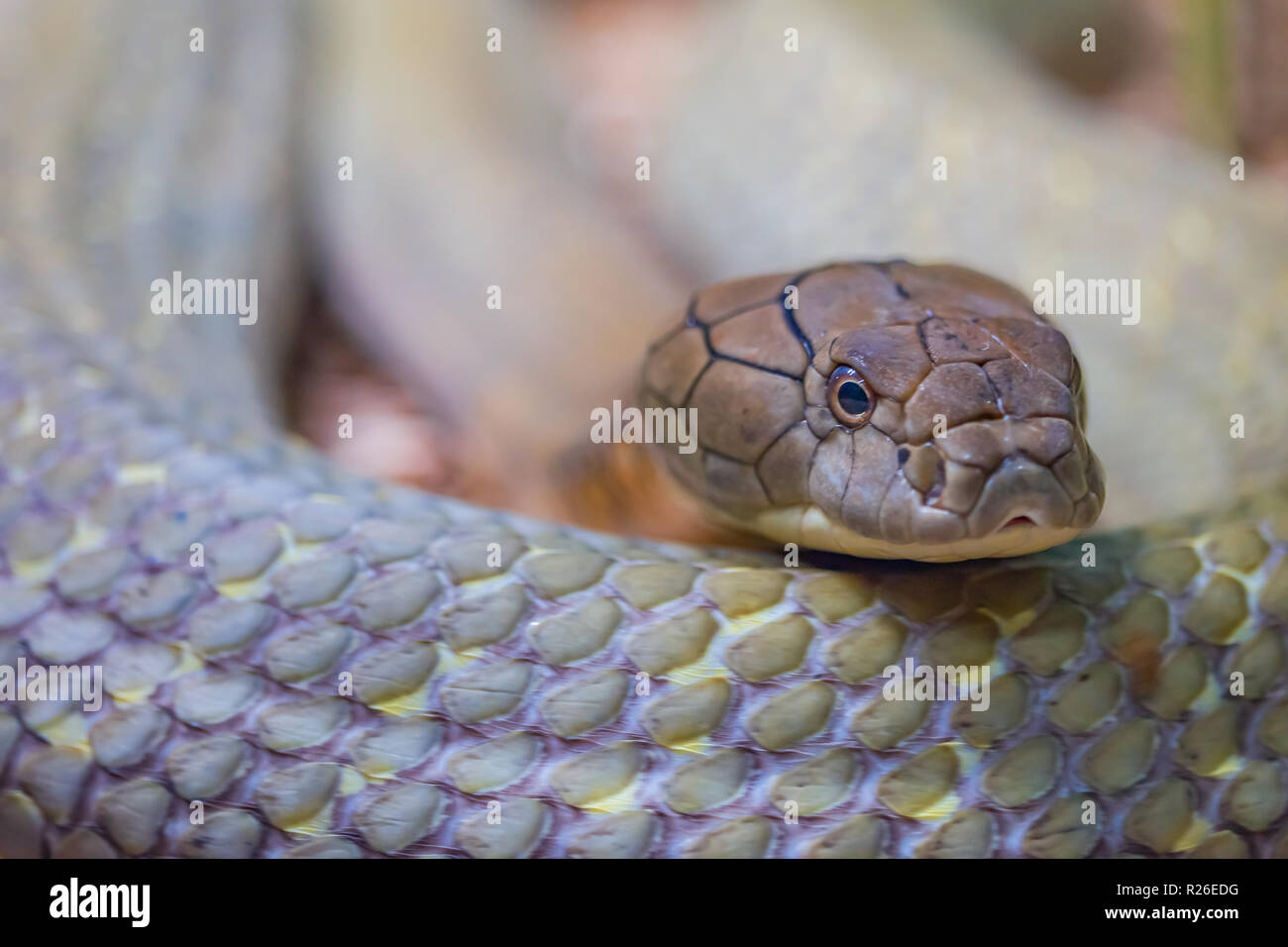Close up di un re di bobinatura Cobra rendendo il contatto visivo. Foto Stock