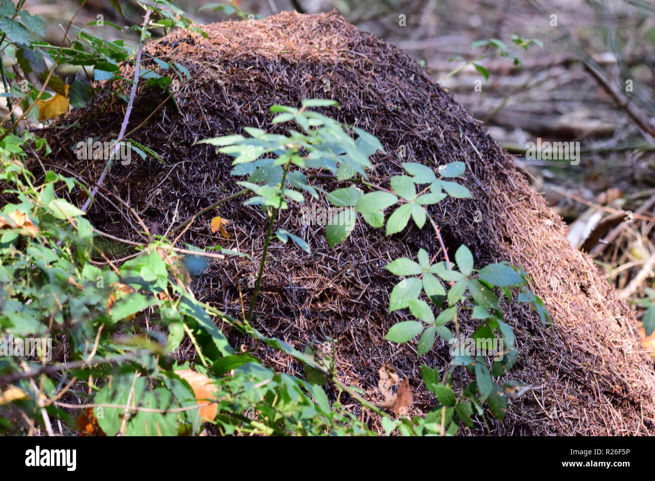 Formicaio lungo la strada forestale, Formicaio all'interno del perno albero foresta, Foto Stock
