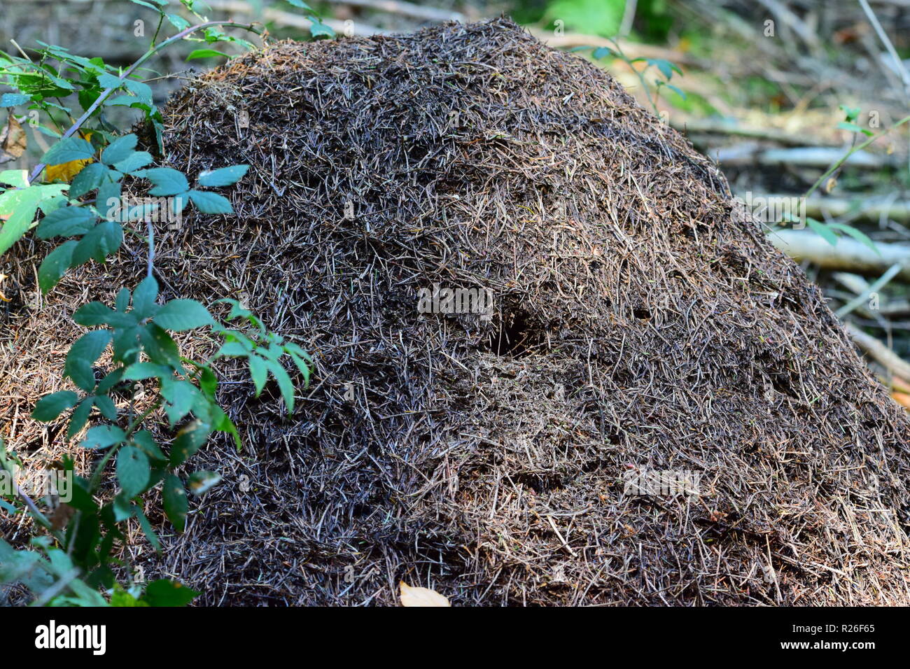 Formicaio lungo la strada forestale, Formicaio all'interno del perno albero foresta, Foto Stock