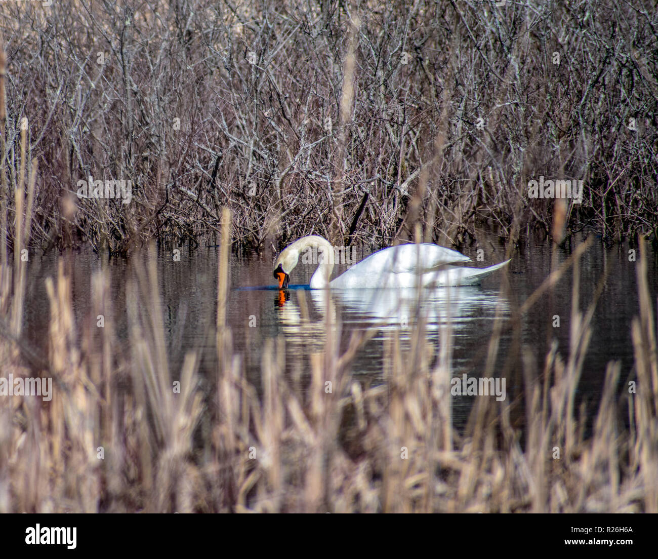 Swan nella vita selvatica preservare Foto Stock
