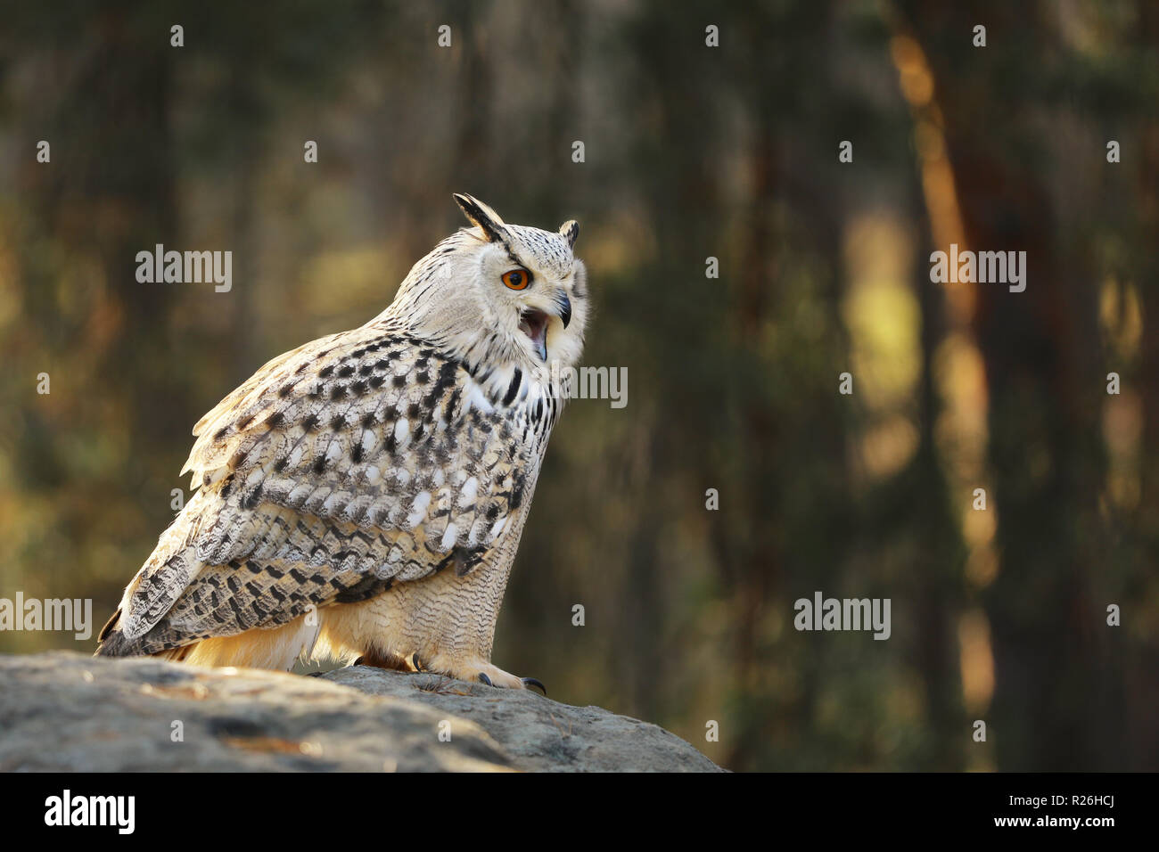 Il gufo reale (Bubo bubo) è una specie di il gufo reale che risiede in Eurasia. Foto Stock