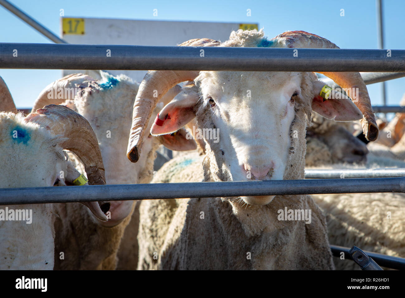 Giovani cornuto pecore merino in attesa in penne in asta a le pecore in vendita in Coalgate, Nuova Zelanda Foto Stock