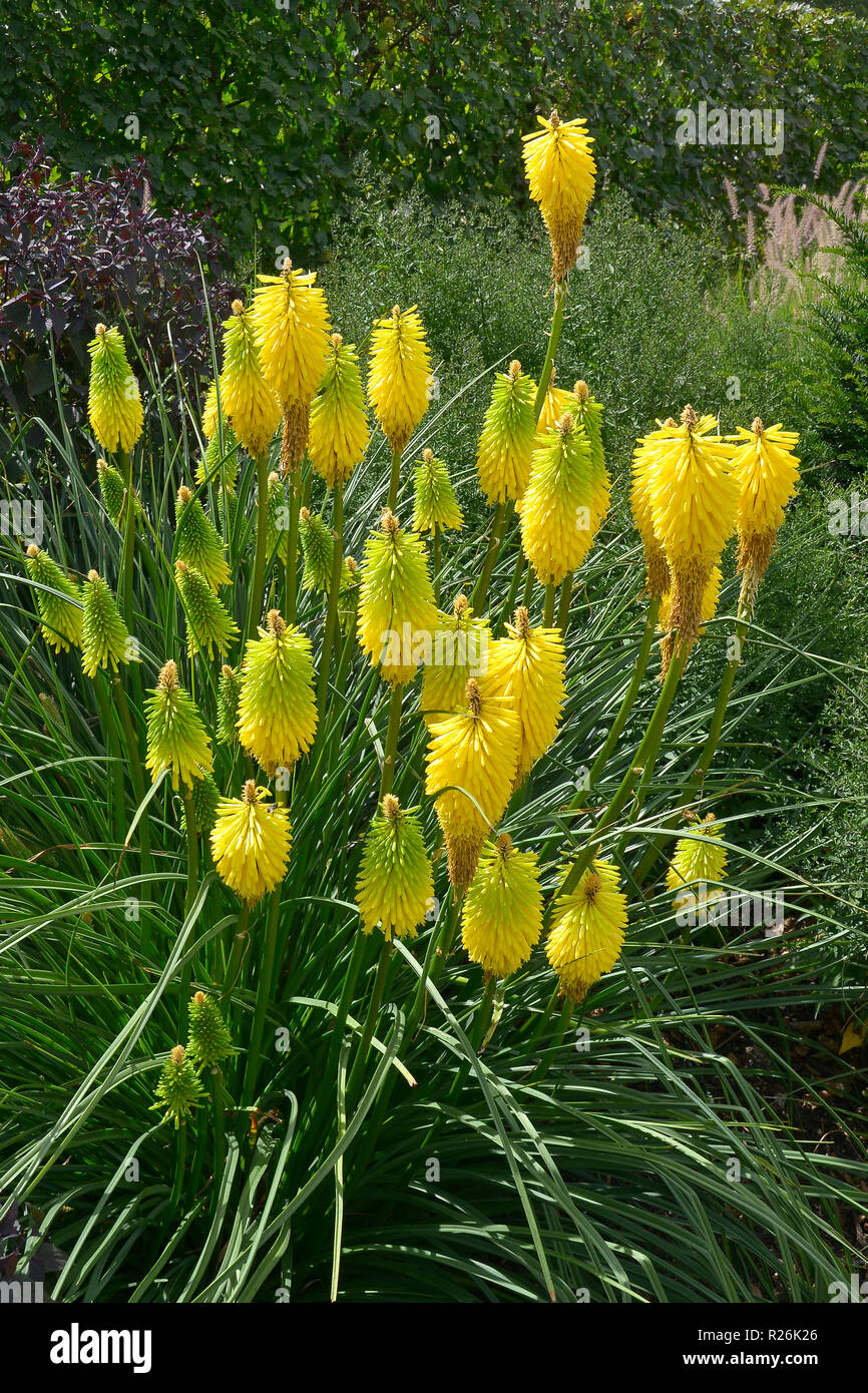 Close up Kniphofia 'Bee di limone in un confine di fiori Foto Stock