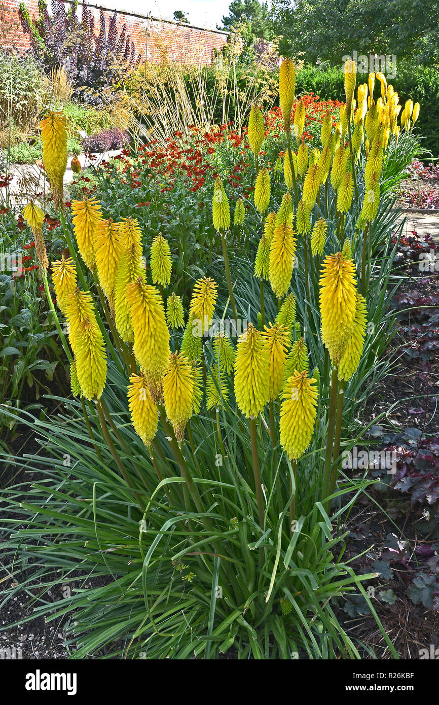 Close up Kniphofia 'Bee di limone in un confine di fiori Foto Stock