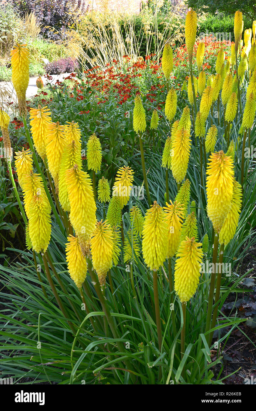 Close up Kniphofia 'Bee di limone in un confine di fiori Foto Stock