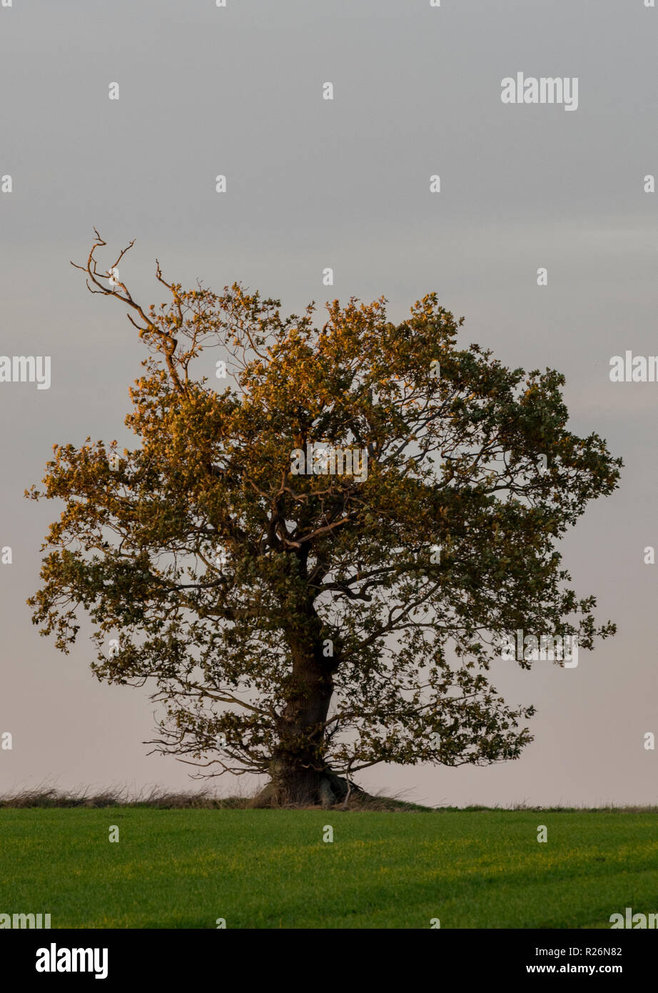 un antico albero solitario, singolo o solitario sullo skyline o orizzonte con un cielo limpido. Albero singolo da solo contro cielo della sera, albero inglese maturo. Foto Stock