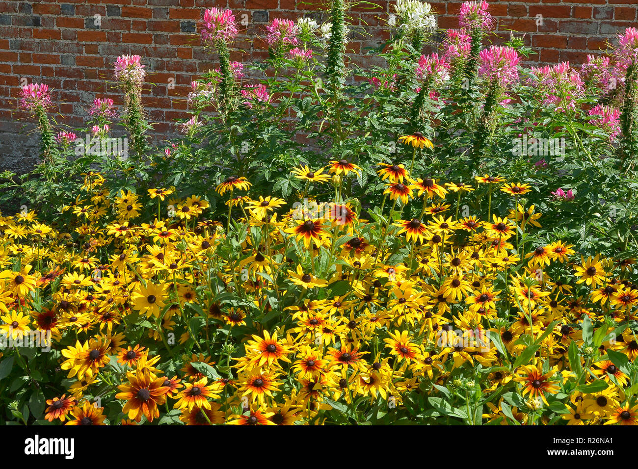 In prossimità di un confine di fiori con Heleniums, Rudbeckia e Cleome hassleriana in un giardino murato Foto Stock