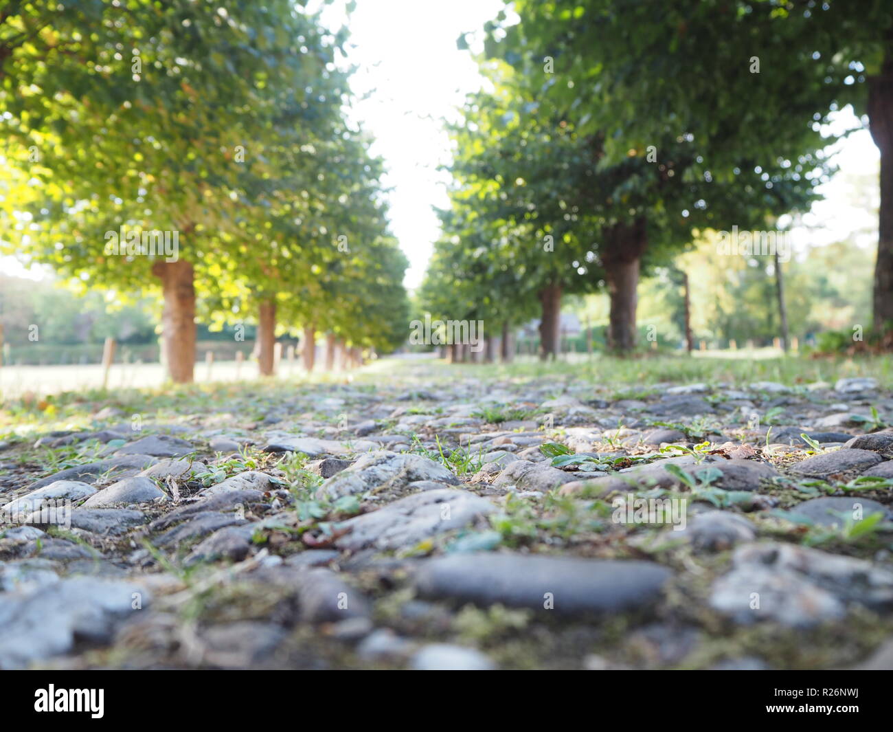 Vicolo di albero su un giorno di estate Foto Stock