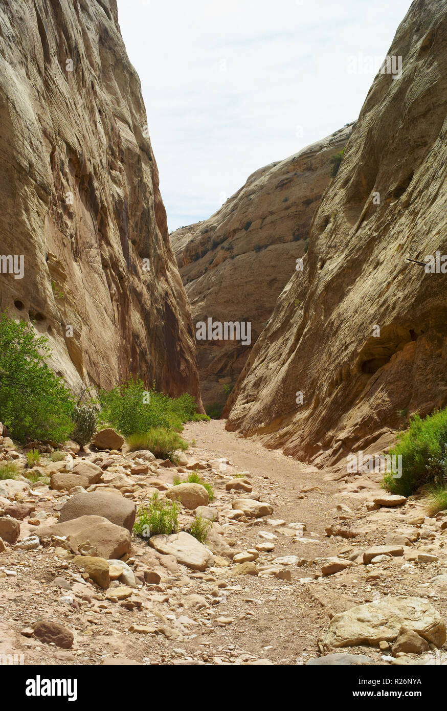 Il sentiero attraverso la gola del Campidoglio presso il Capitol Reef National Park nello Utah Foto Stock