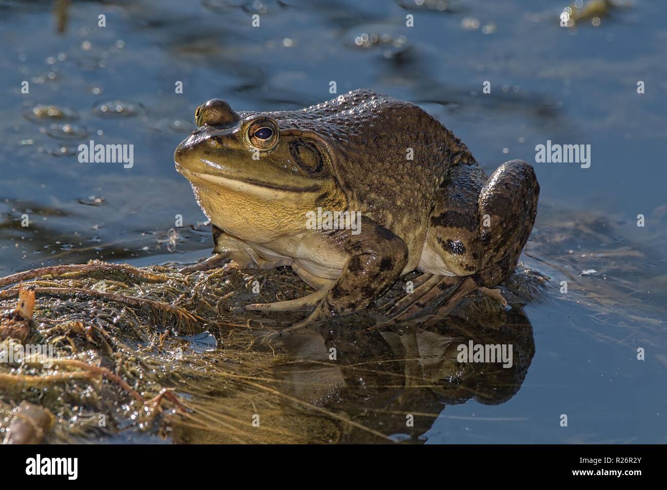 Enorme Bullfrog Foto Stock