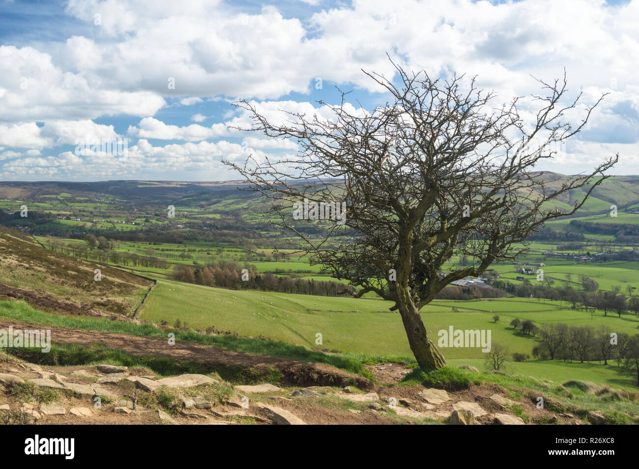 Un isolato knarly albero nella speranza valle del Peak District, Inghilterra Foto Stock