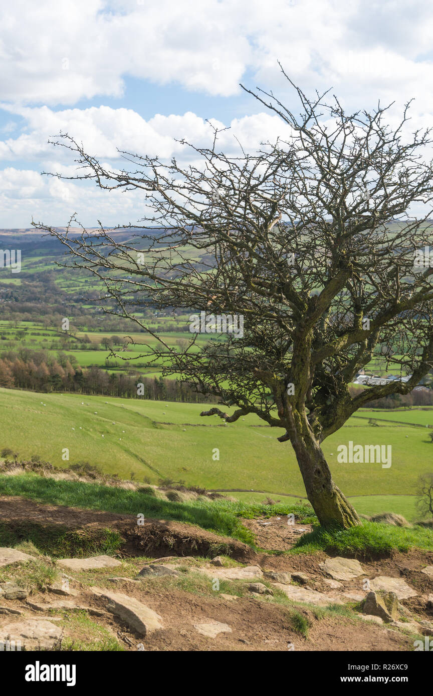 Un isolato knarly albero nella speranza valle del Peak District, Inghilterra Foto Stock