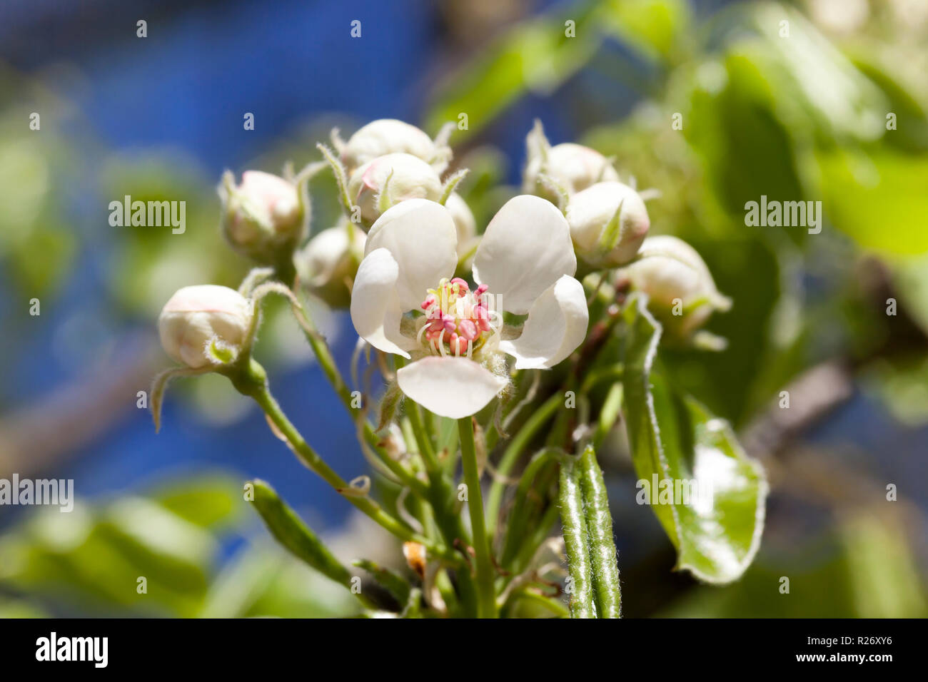 Fiori insoliti di meli in primavera, frutta giardino primaverile della produzione industriale Foto Stock