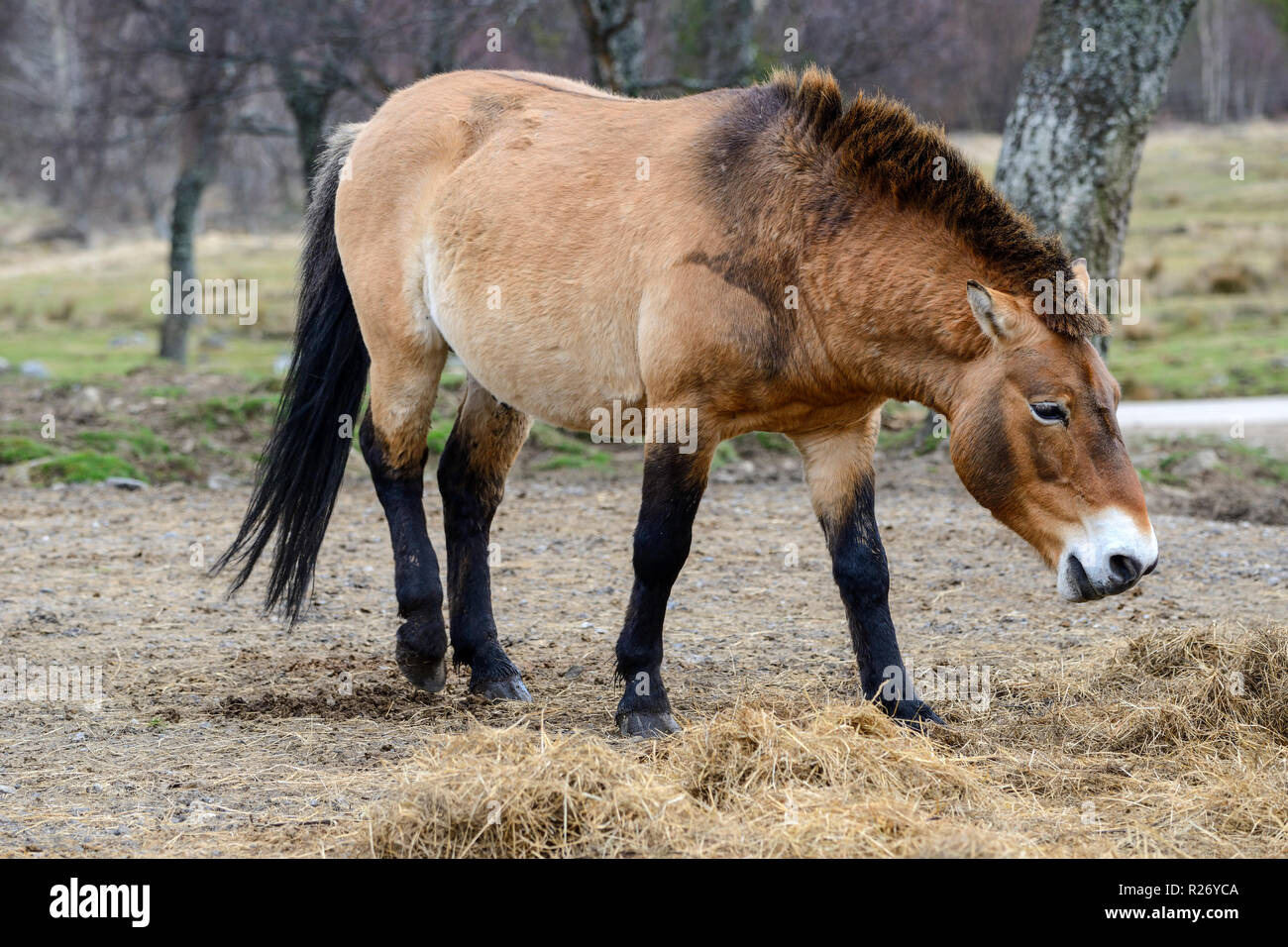 Cavallo di Przewalski, Highland Wildlife Park, Kincraig, Kingussie, Scotland, Regno Unito Foto Stock