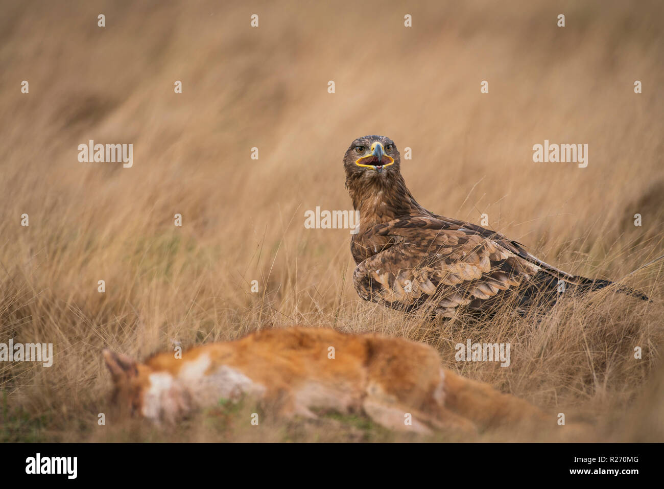 Steppa eagle, Aquila nipalensis, autunno su Praterie secche, con la volpe preda Foto Stock