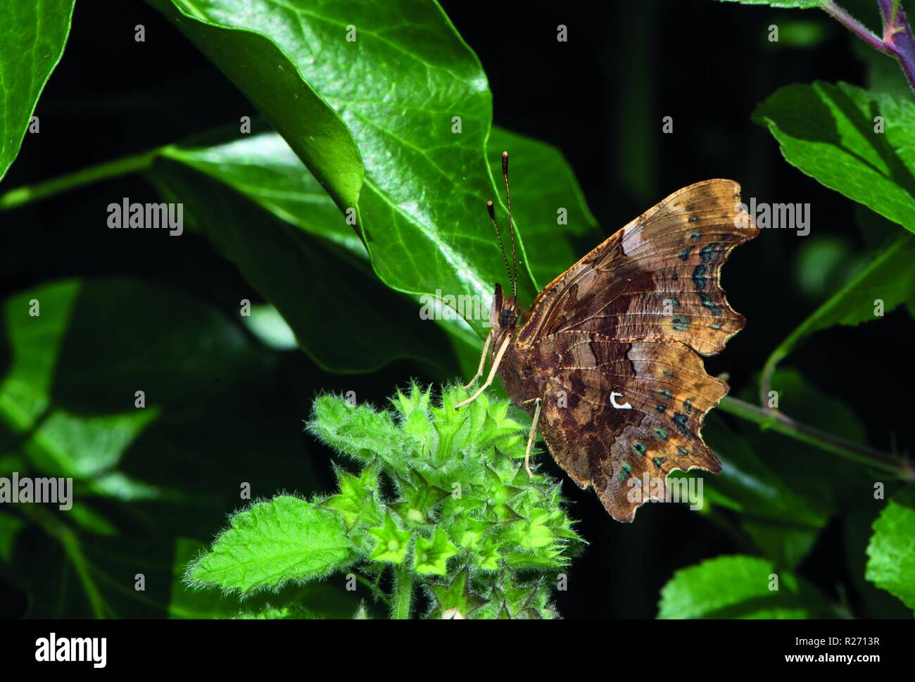 Virgola, butterfly, Holt, Norfolk Foto Stock