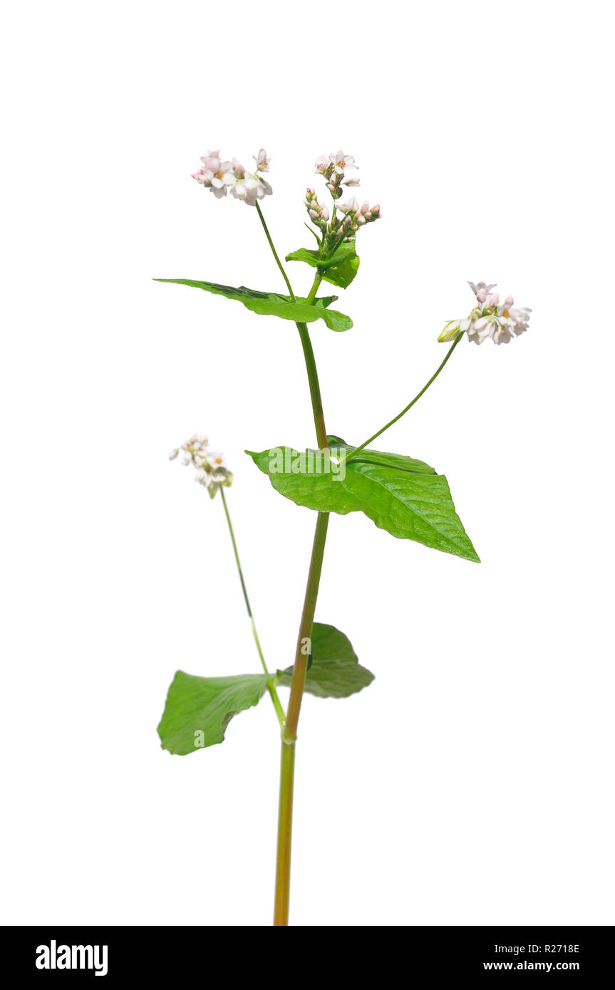 Il grano saraceno (Fagopyrum esculentum) Foto Stock