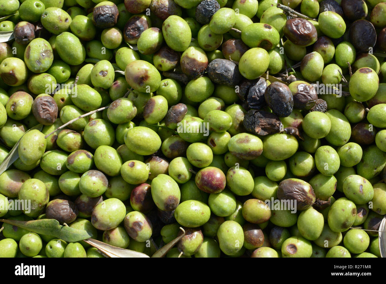 Verde oliva con alcune foglie. Cesto pieno di olive in diverse dimensioni Foto Stock