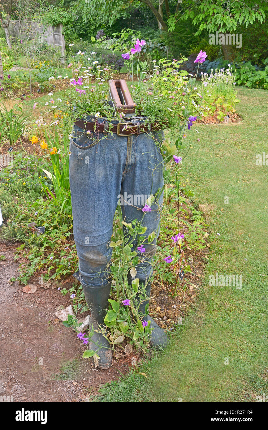 Un insolito contenitore per piante realizzato dal vecchio jeans e contenenti piselli dolci Foto Stock