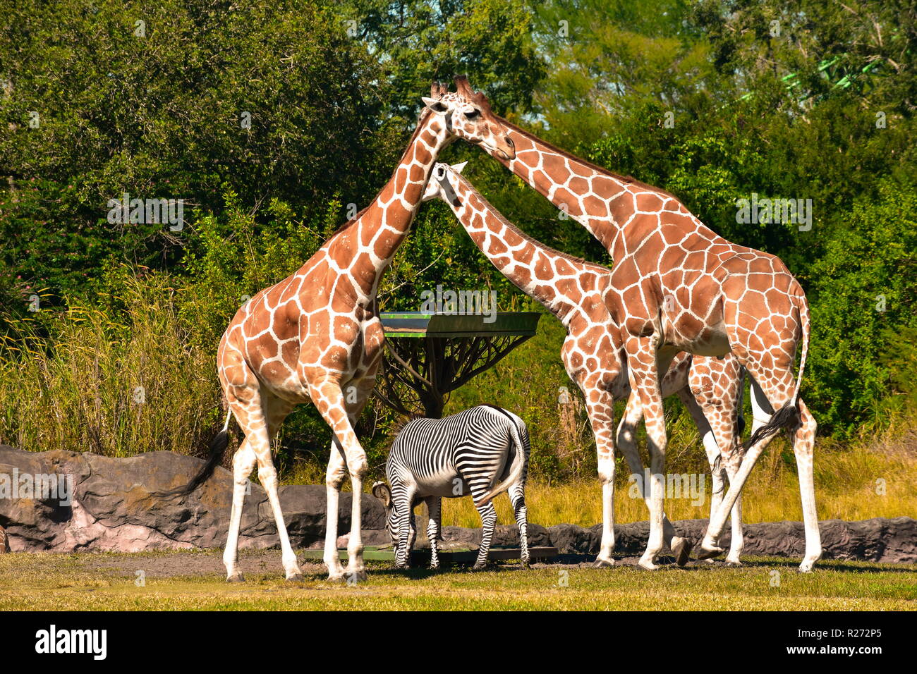 Tampa, Florida. Ottobre 25, 2018 . Le giraffe formando un triangolo con i loro colli e teste, mentre zebra mangia l'erba atTampa Bay ar Foto Stock