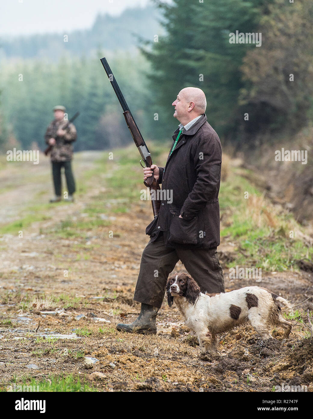 l'uomo al fagiano spaniel springer Foto Stock