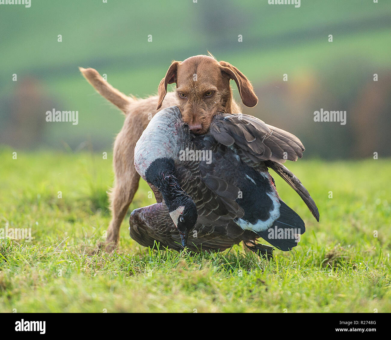 Ungherese vizsla wirehaired recuperando un colpo canada goose Foto Stock