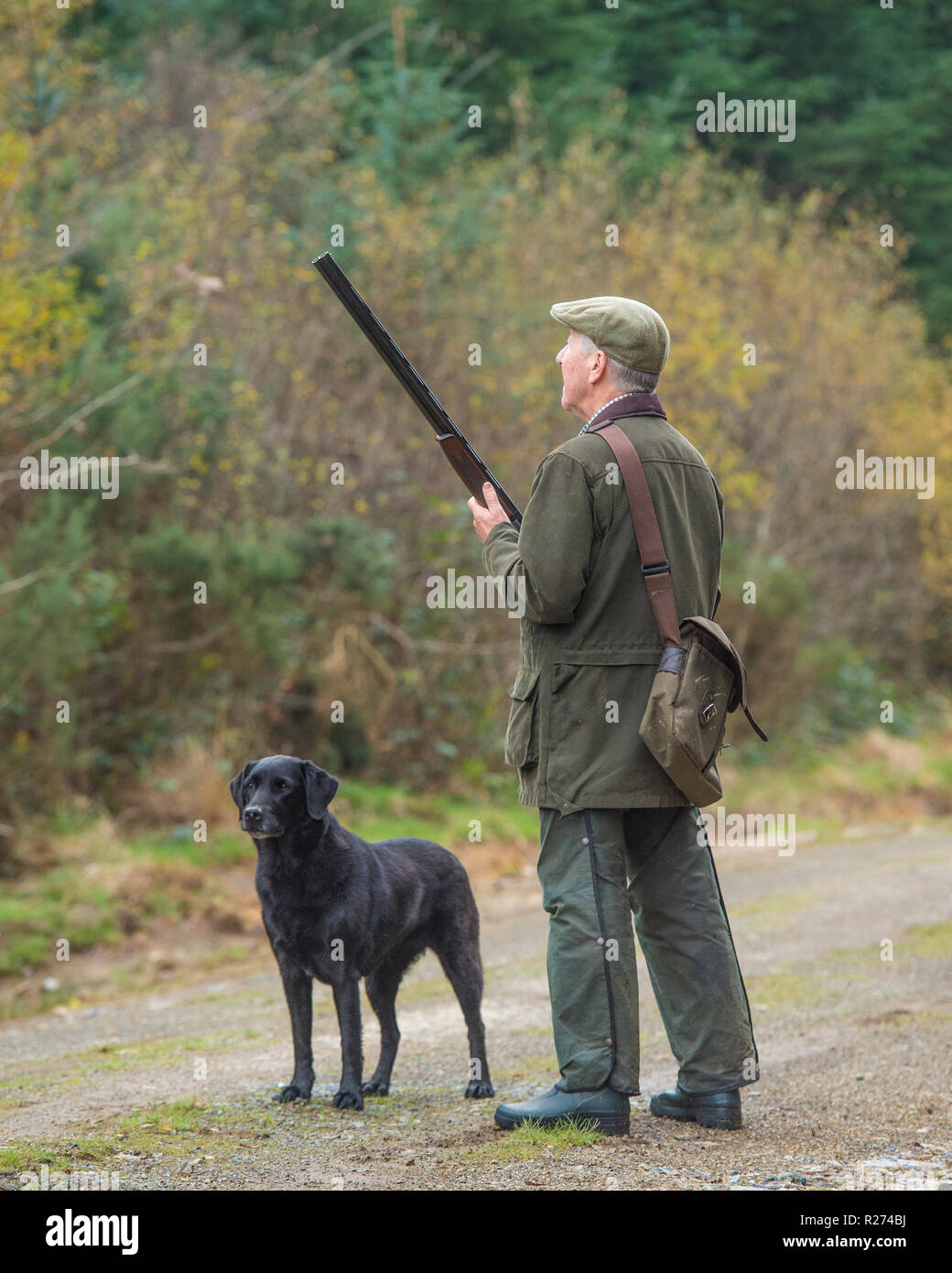Uomo fagiani di ripresa e il suo Labrador cane Foto Stock