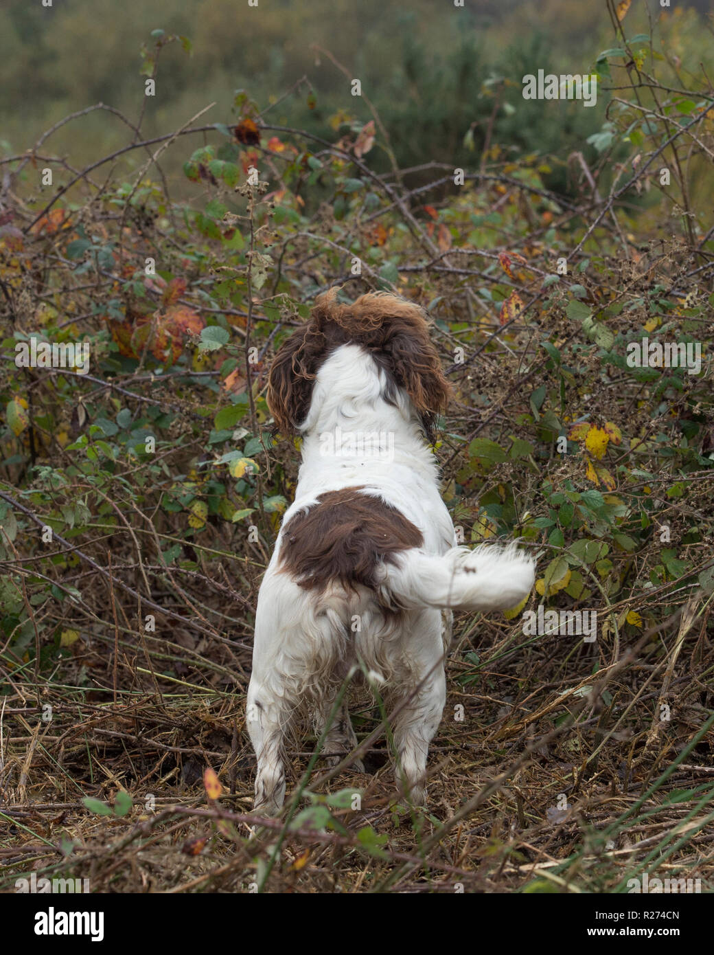 English Springer spaniel cane Foto Stock
