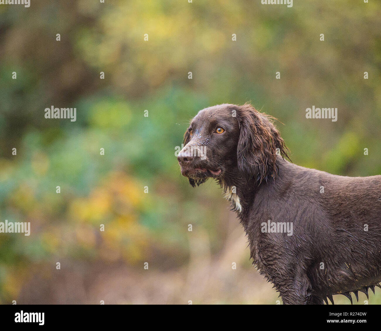 Sprocker spaniel Foto Stock