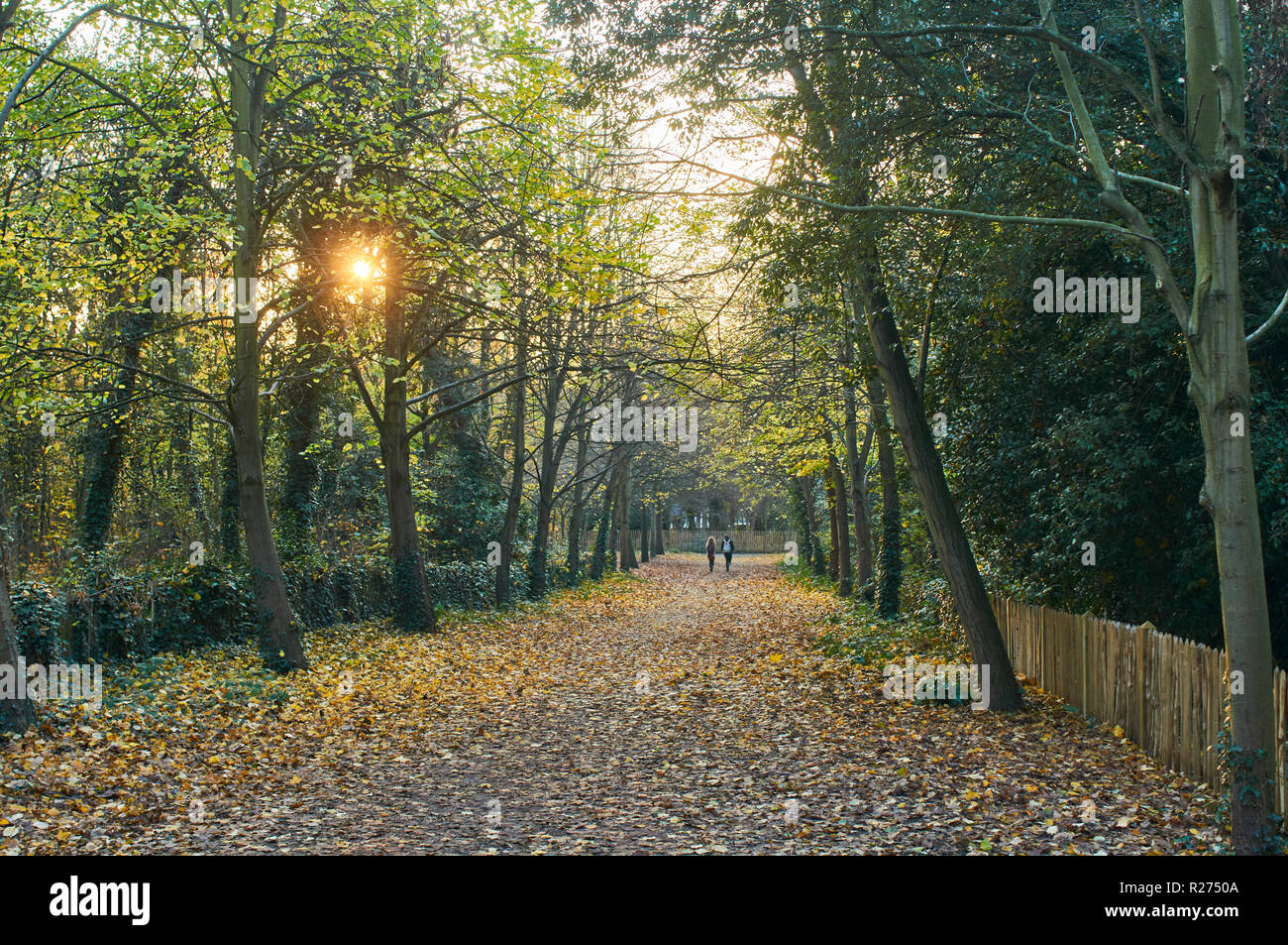 Percorso in Holland Park nel Royal Borough of Kensington & Chelsea, London REGNO UNITO nel mese di novembre Foto Stock