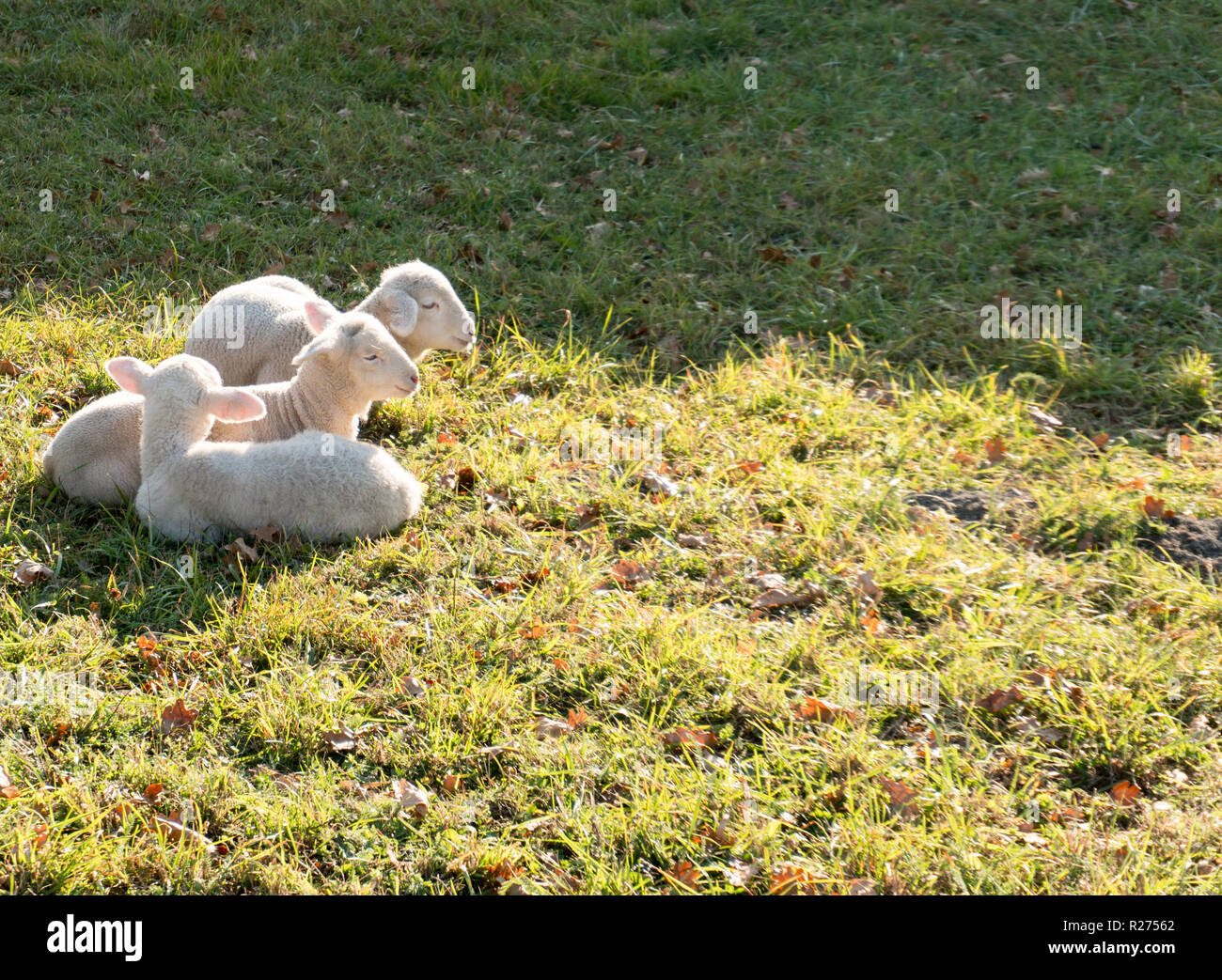 I giovani agnelli bianchi coccole e stabilisce una accanto all'altra su un campo erboso nel caldo sole Foto Stock