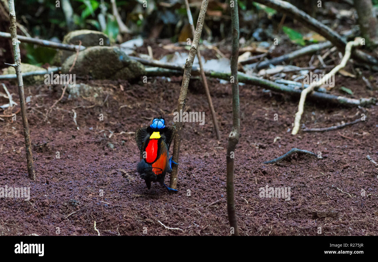Un uccello del paradiso di Wilson (Diphyllodes respubica) che corteggiava sul suo lek. Isola di Waigeo, Papua Occidentale, Indonesia. Foto Stock