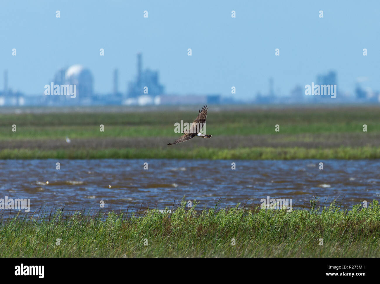 Un Northern Harrier in bilico su erba a Brazos National Wildlife Refuge, con un complesso industriale in background. Galveston, Texas, Stati Uniti d'America. Foto Stock