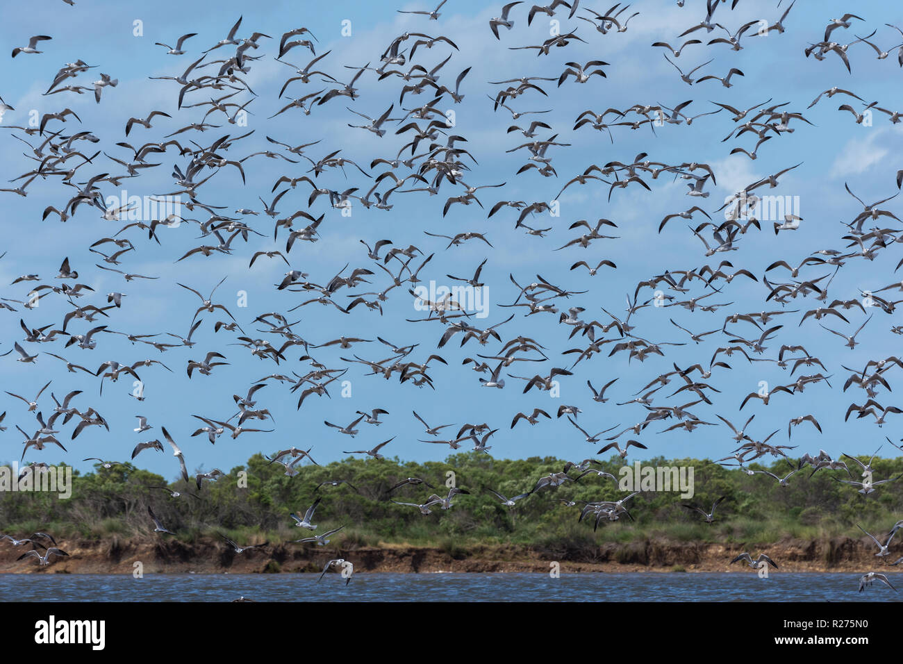 Uno stormo di uccelli shore volando sopra la foresta costiera. Mare, Texas, Stati Uniti d'America. Foto Stock