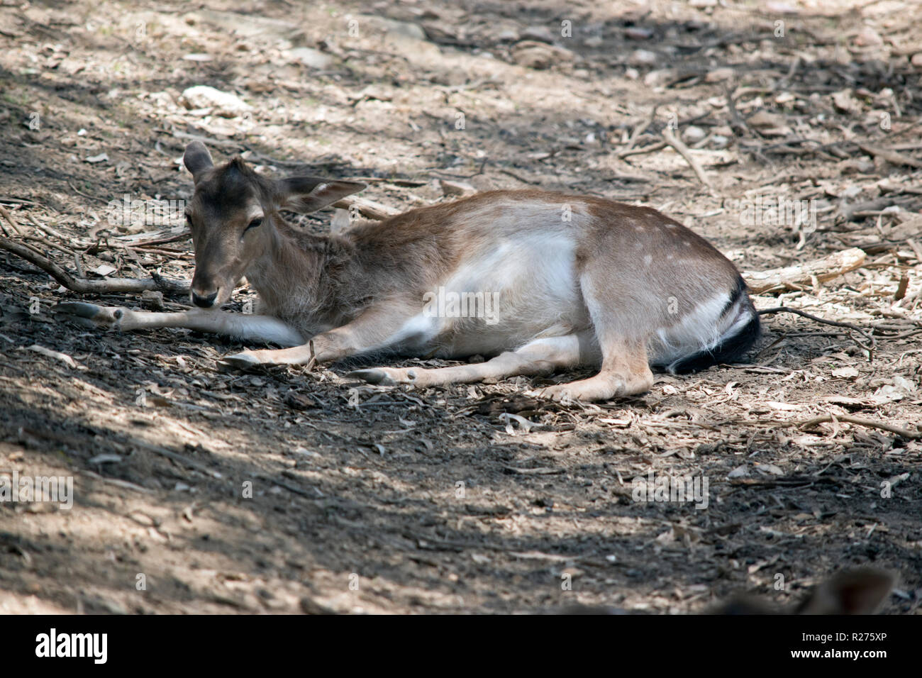 Si tratta di un giovane cervo riposa all'ombra in un giorno caldo Foto Stock