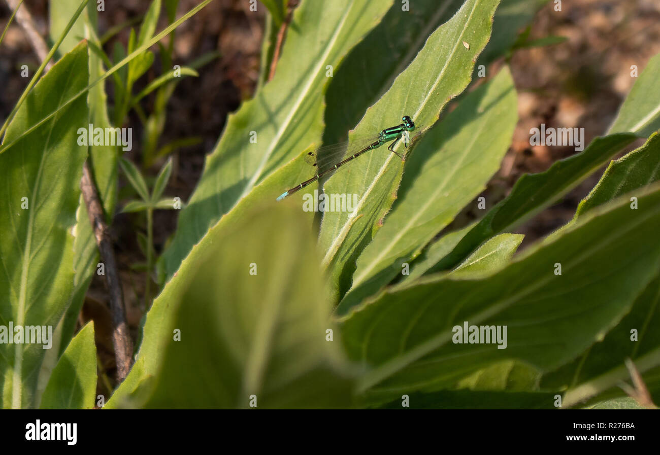 Questa è una foto di un verde a forma di libellula che è appoggiata su una foglia di una pianta verde Foto Stock