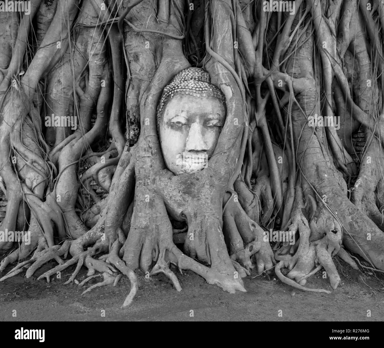 Buddha in pietra testa annegata in radici degli alberi al Wat Mahathat tempio, Ayutthaya, Thailandia Foto Stock
